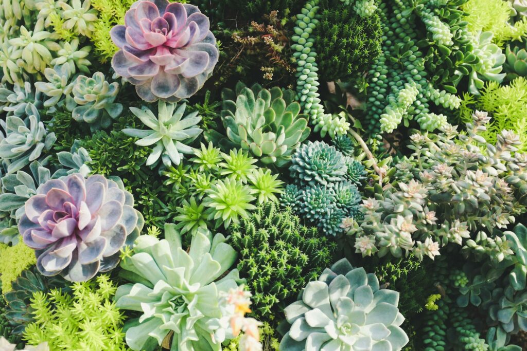 Een levendig assortiment van verschillende succulenten, waaronder echeveria's en sedums, in verschillende vormen en kleuren zoals groen, paars en blauw, vult het frame. De planten zijn dicht op elkaar geplaatst, wat een weelderige, gestructureerde weergave creëert.