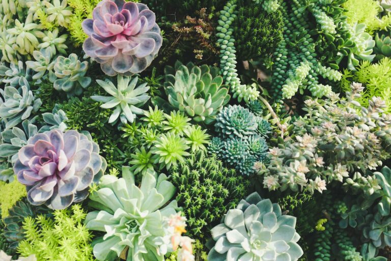 Een levendig assortiment van verschillende succulenten, waaronder echeveria's en sedums, in verschillende vormen en kleuren zoals groen, paars en blauw, vult het frame. De planten zijn dicht op elkaar geplaatst, wat een weelderige, gestructureerde weergave creëert.