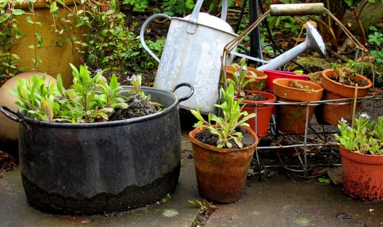 Een kleine tuinscène met verschillende planten in potten en containers. Een grote zwarte pot en verroeste metalen potten staan gegroepeerd op een stenen oppervlak. Twee gieters, waarvan één van metaal, staan op de achtergrond te midden van weelderig groen.