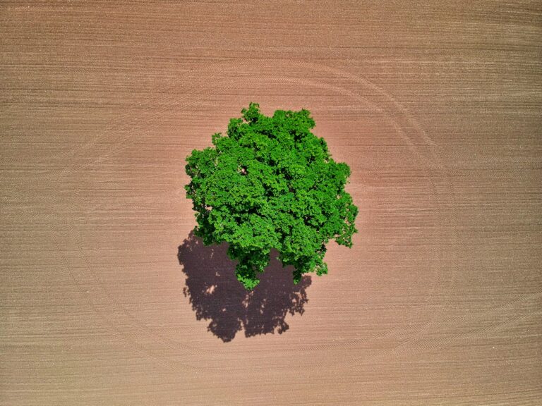 Luchtfoto van een eenzame boom met dichte groene bladeren die een schaduw werpen op een groot, leeg zandveld. Het veld heeft een getextureerd, aards oppervlak met cirkelvormige patronen rond de boom.