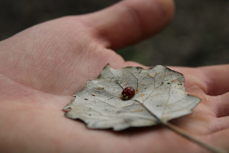 Een hand die een droog blad vasthoudt met een klein lieveheersbeestje erop. De achtergrond is wazig, met de focus op de details van het blad en het insect.