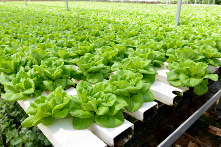 Rijen weelderige groene slaplanten groeien in een hydroponisch systeem in een kas. De planten zijn netjes gerangschikt in witte bakken met zichtbare waterkanalen, onder een structuur die wordt ondersteund door verticale palen.