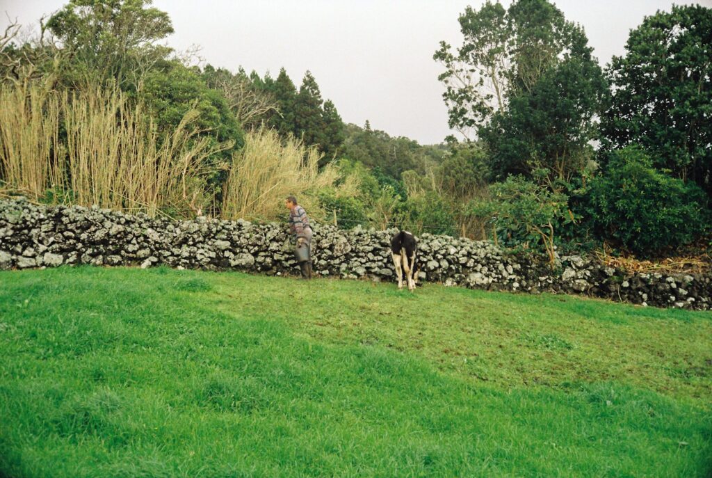 Een persoon staat naast een zwart-witte koe in een grasveld. Ze staan bij een stenen muur met bomen en hoog gras op de achtergrond. De scène lijkt landelijk en vredig.