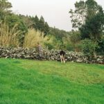 Een persoon staat naast een zwart-witte koe in een grasveld. Ze staan bij een stenen muur met bomen en hoog gras op de achtergrond. De scène lijkt landelijk en vredig.