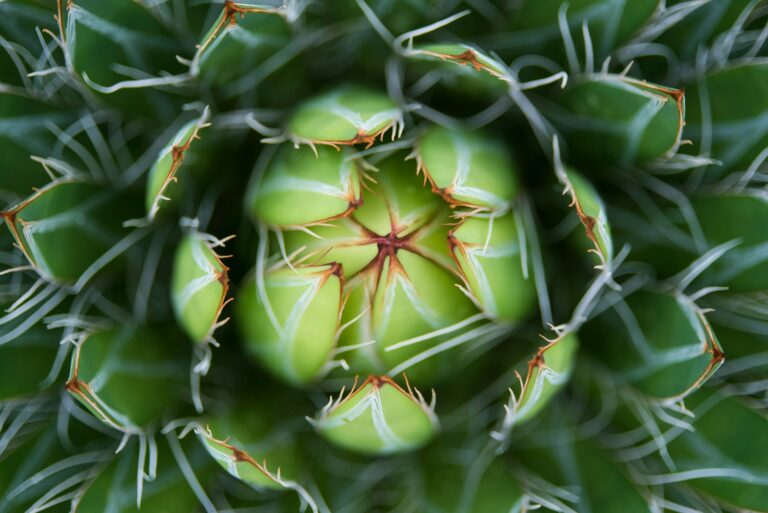 Close-up afbeelding van het centrum van een vetplant, met een radiaal patroon van groene bladeren met witte randen en scherpe punten. De bladeren vormen een spiraalvorm, waardoor de aandacht op het centrale punt wordt gevestigd.