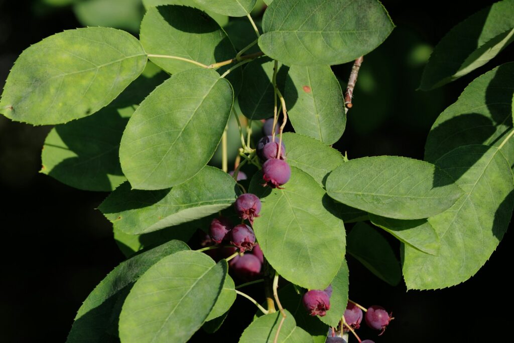 Een trosje kleine paarse bessen groeit tussen verschillende brede, groene bladeren aan een plant in natuurlijk zonlicht. Amelanchier canadensis