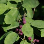 Een trosje kleine paarse bessen groeit tussen verschillende brede, groene bladeren aan een plant in natuurlijk zonlicht. Amelanchier canadensis