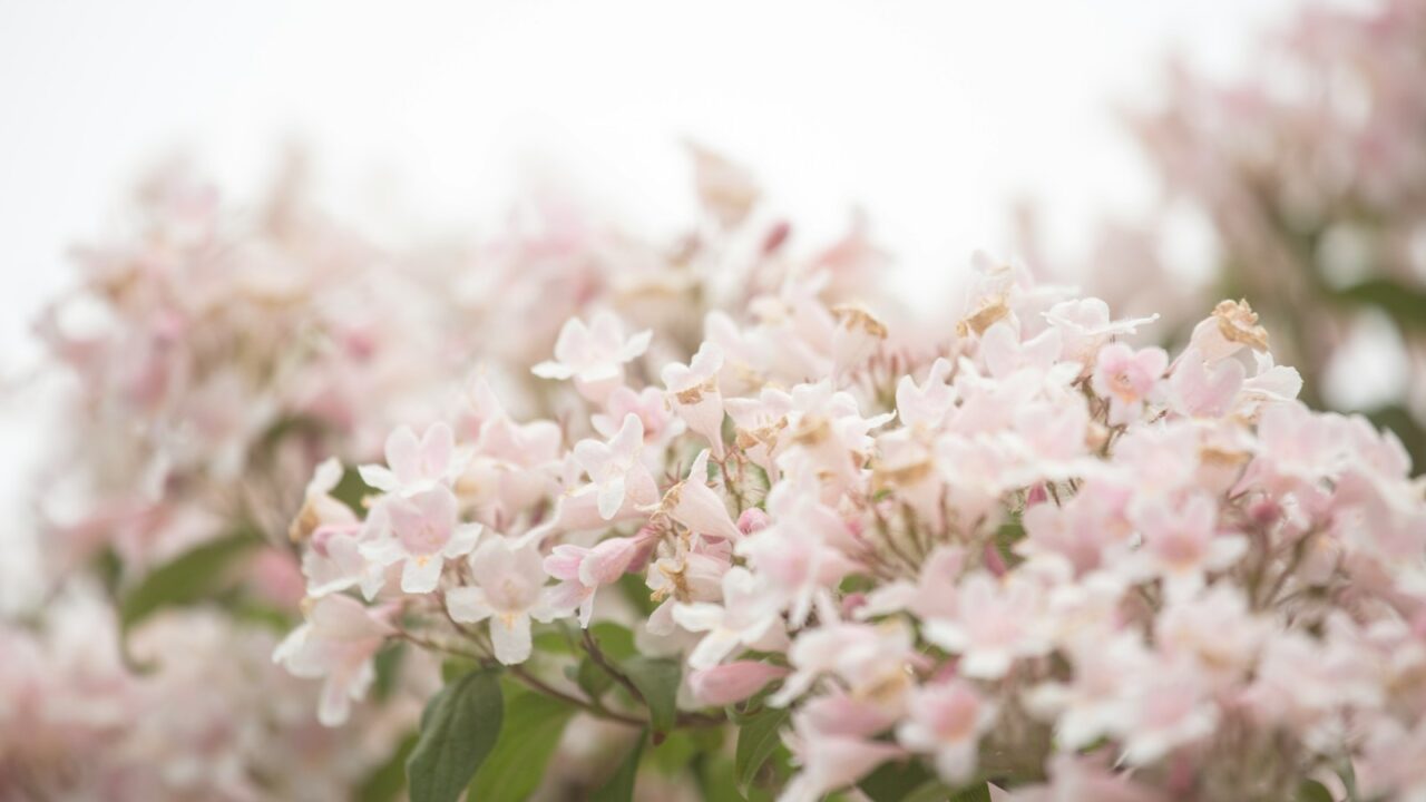 Een tros lichtroze bloemen met groene bladeren, gefotografeerd met soft focus. De achtergrond is onscherp, waardoor de delicate bloemblaadjes en zachte kleuren van de bloesems worden benadrukt. Kolkwitzia amabilis