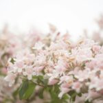 Een tros lichtroze bloemen met groene bladeren, gefotografeerd met soft focus. De achtergrond is onscherp, waardoor de delicate bloemblaadjes en zachte kleuren van de bloesems worden benadrukt. Kolkwitzia amabilis