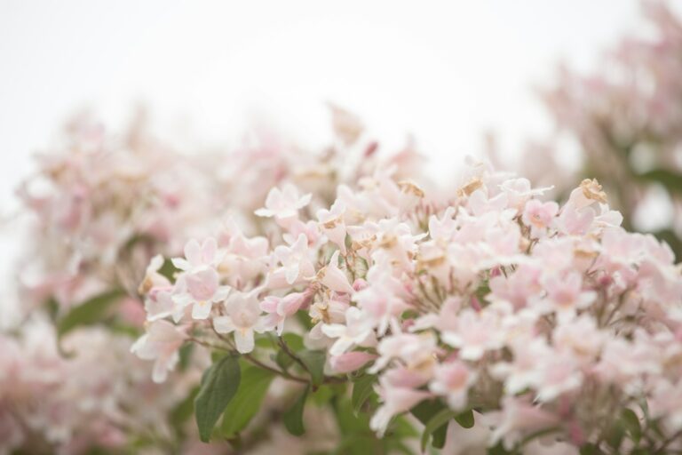 Een tros lichtroze bloemen met groene bladeren, gefotografeerd met soft focus. De achtergrond is onscherp, waardoor de delicate bloemblaadjes en zachte kleuren van de bloesems worden benadrukt. Kolkwitzia amabilis